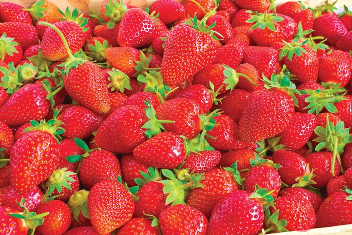 'Ozark Beauty' Strawberry - Fragaria from Keathly Nursery