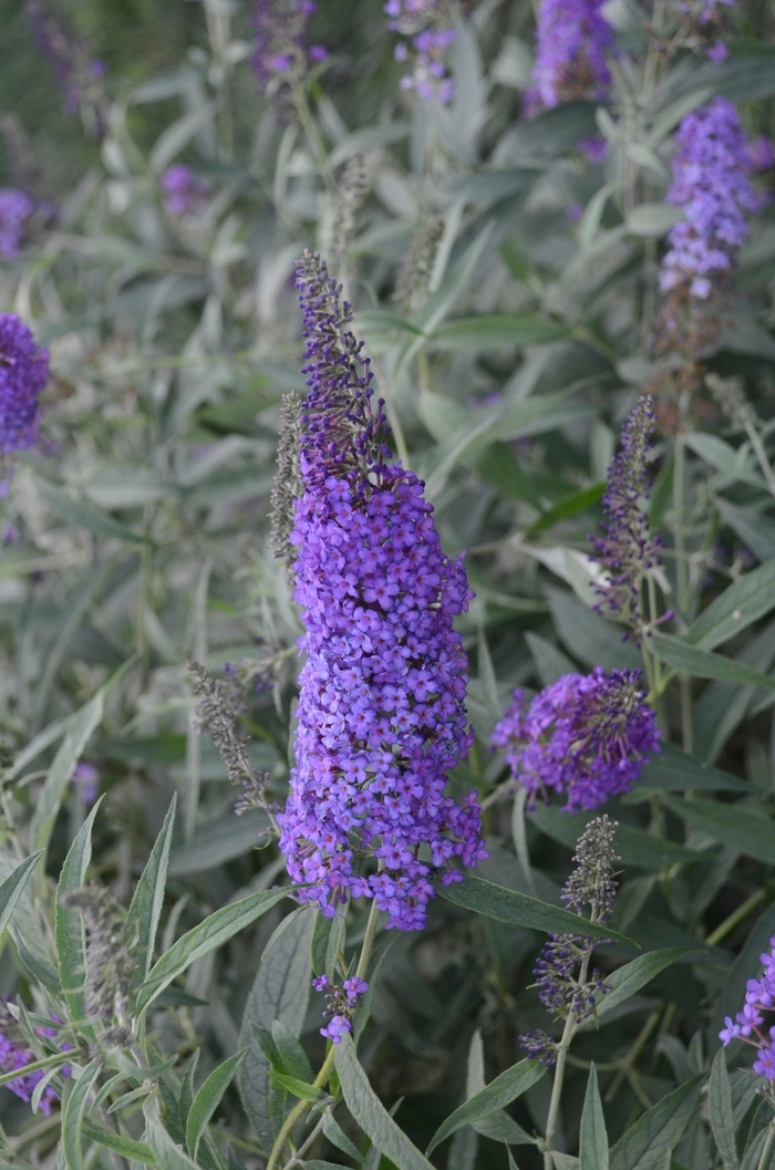 Monarch&reg; 'Blue Knight' - Buddleia davidii (Butterfly Bush, Summer Lilac) from Keathly Nursery