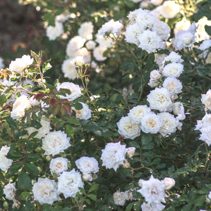 'White Drift&reg;' Rose - Rosa from Keathly Nursery