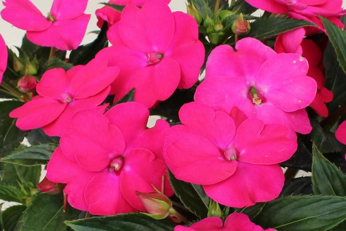 SunPatiens® Rose Pink - Impatiens from Keathly Nursery