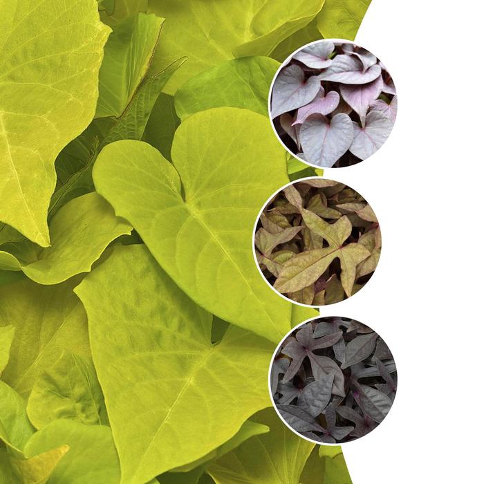 Sweet Potato Vine - Ipomoea batatas from Keathly Nursery