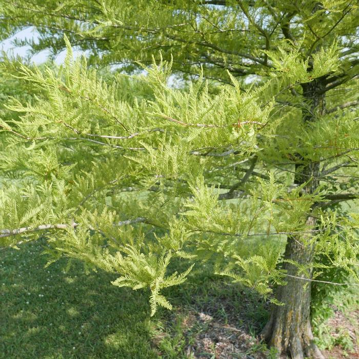 Bald Cypress - Taxodium distichum from Keathly Nursery