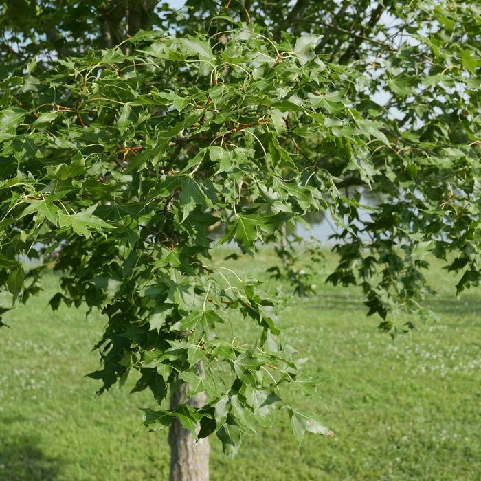 Shantung Maple - Acer truncatum from Keathly Nursery