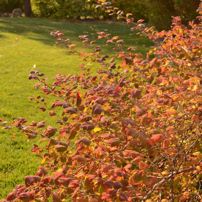 'Pixwell' Gooseberry - Ribes grossulariodes from Keathly Nursery
