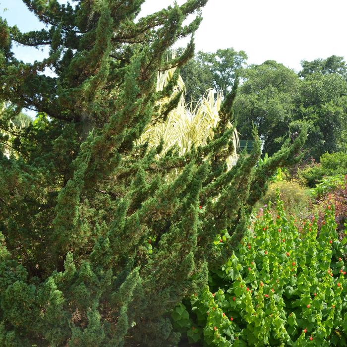 'Torulosa&trade;' Hollywood Juniper - Juniperus chinensis from Keathly Nursery