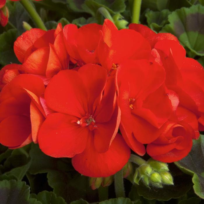 Geraniums - Pelargonium (Geranium) from Keathly Nursery