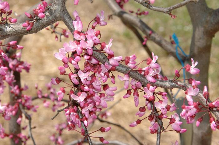 'Ruby Falls' Weeping Redbud - Cercis canadensis from Keathly Nursery