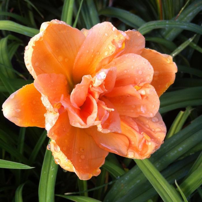 'Peach Magnolia' Daylily - Hemerocallis from Keathly Nursery