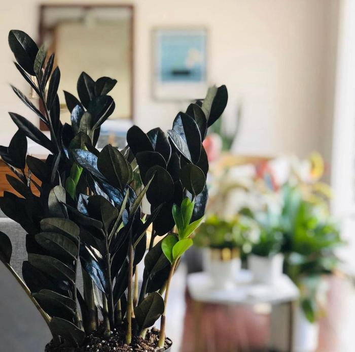 'Raven&reg;' ZZ Plant - Zamioculcas from Keathly Nursery