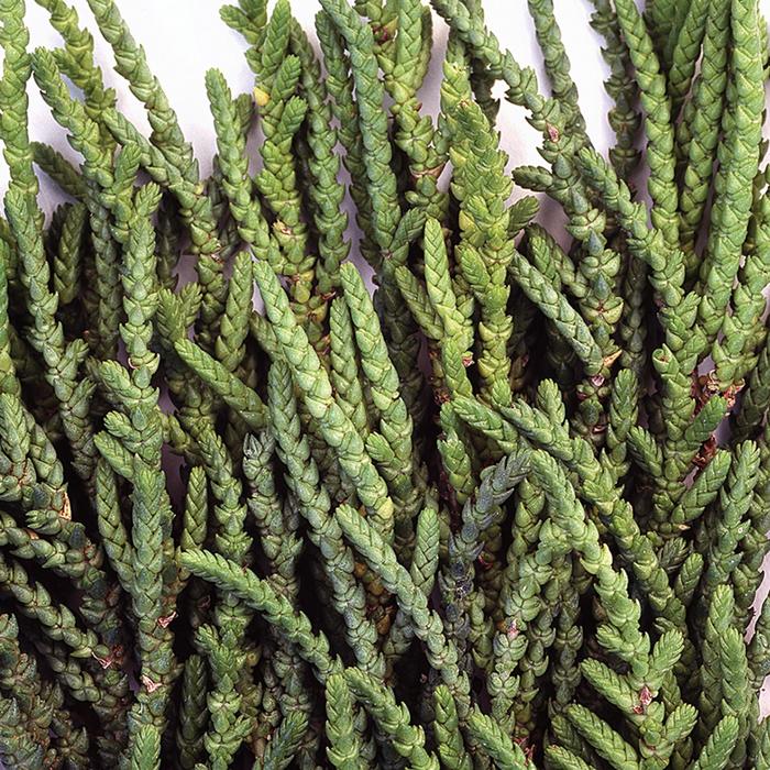 Princess Pine - Crassula muscosa pseudolycopodiodes from Keathly Nursery
