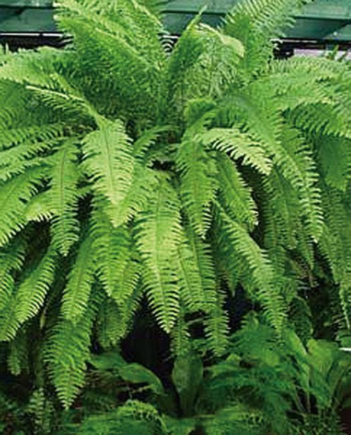 'Emerald Vase' Boston Fern - Nephrolepis exaltata from Keathly Nursery