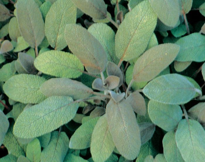 'Purpurascens' Purple Sage - Salvia officinalis from Keathly Nursery