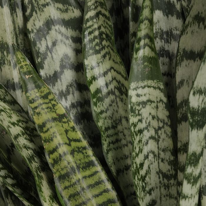 'Tiger Shark' Mother In-law's Tongue - Sansevieria trifasciata from Keathly Nursery