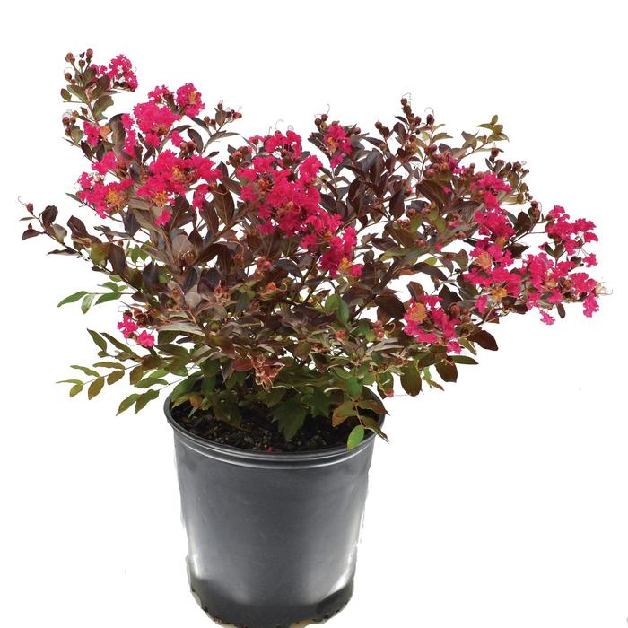 Black Diamond&reg; 'Pave Pink' - Lagerstroemia indica (Crapemyrtle) from Keathly Nursery