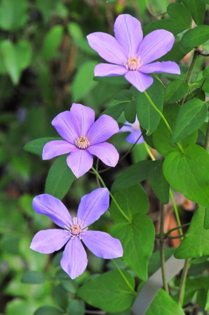 Sugar-Sweet&trade; Lilac - Clematis from Keathly Nursery