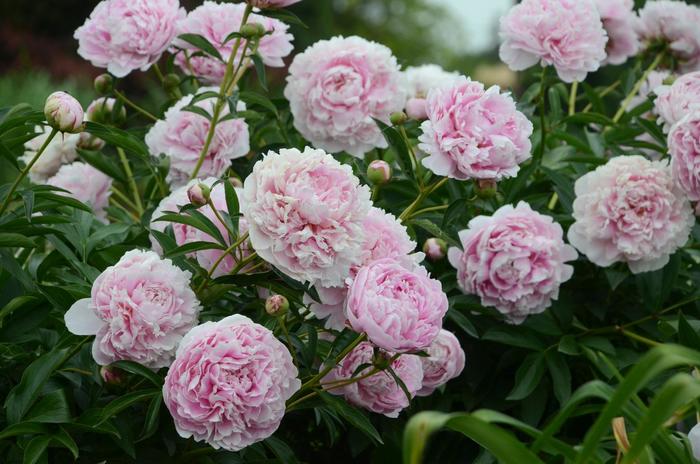 'Sarah Bernhardt' Peony - Paeonia lactiflora from Keathly Nursery