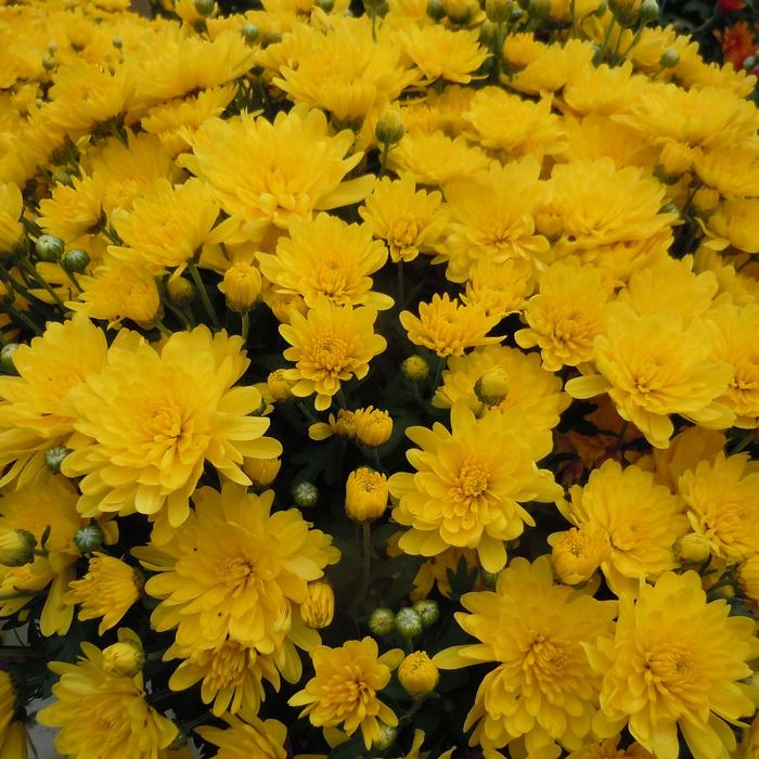 YELLOW Garden Mum - Chrysanthemum x morifolium from Keathly Nursery