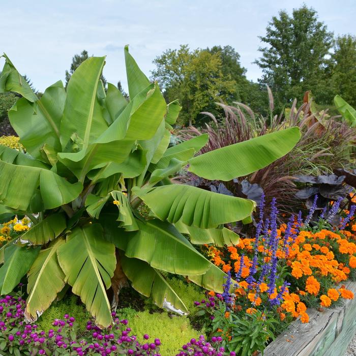 'Dwarf Cavendish' Banana - Musa acuminata from Keathly Nursery