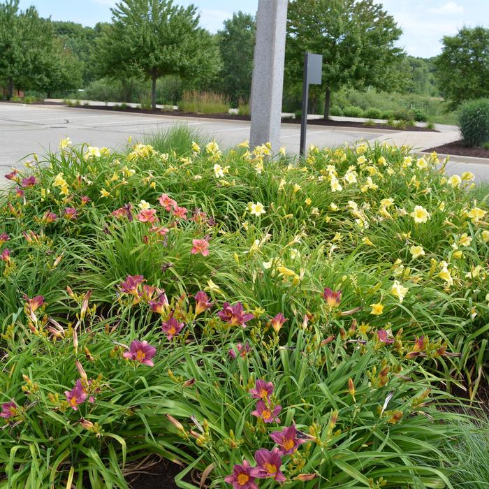 Assorted Daylily - Hemerocallis from Keathly Nursery