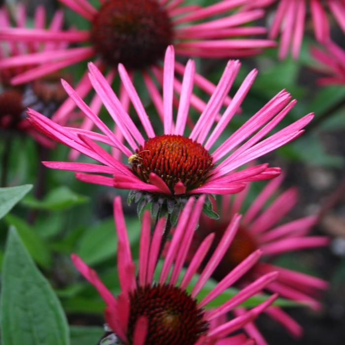'Burgundy Fireworks' Coneflower - Echinacea from Keathly Nursery