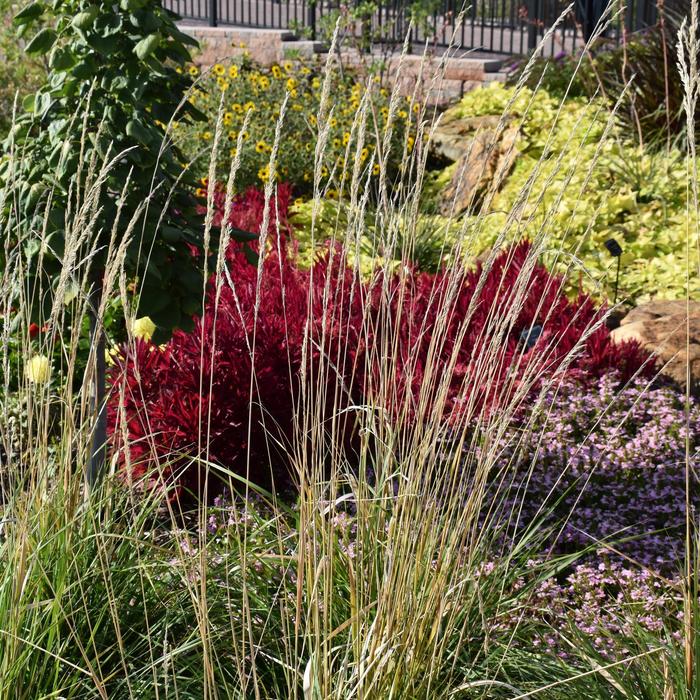 'Karl Foerster' Feather Reed Grass - Calamagrostis acutiflora from Keathly Nursery