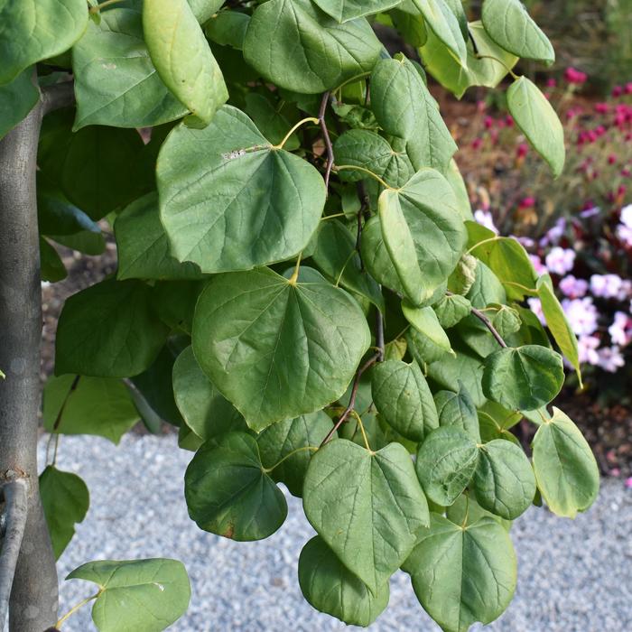 'Golden Falls&reg;' Redbud - Cercis canadensis from Keathly Nursery