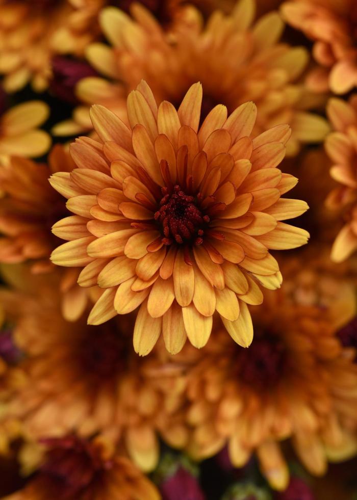 BRONZE Garden Mum - Chrysanthemum x morifolium from Keathly Nursery