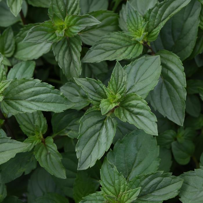 'After Eight' Chocolate Mint - Mentha x piperita from Keathly Nursery