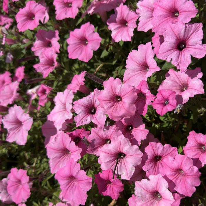Supertunia Vista® ''Bubblegum®'' - Petunia from Keathly Nursery