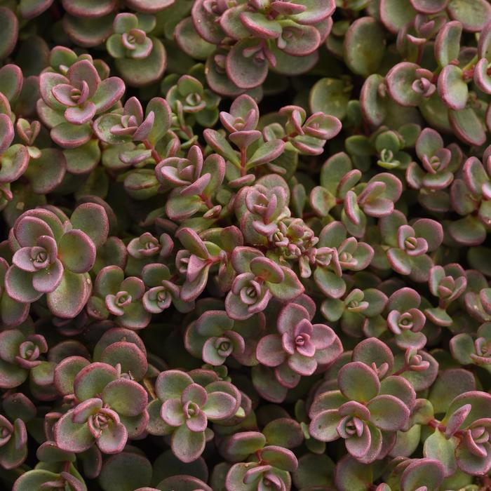 'Shamrock' Stonecrop - Sedum cauticola from Keathly Nursery