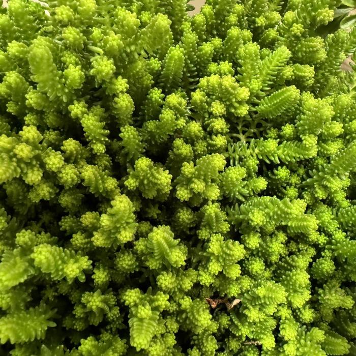 'Green Citrine' Stonecrop - Sedum sexangulare from Keathly Nursery