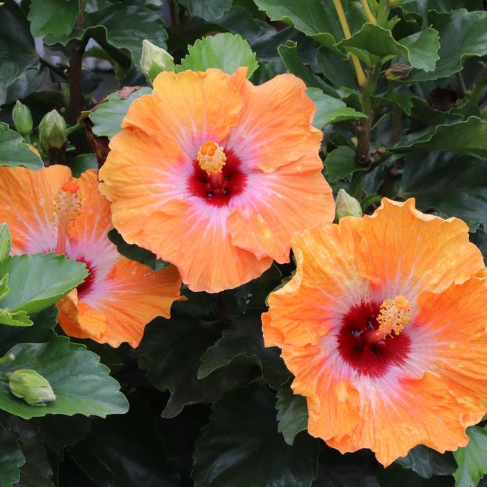 Hollywood Hibiscus&reg; Heartthrob&trade; - Hibiscus rosa-sinensis from Keathly Nursery
