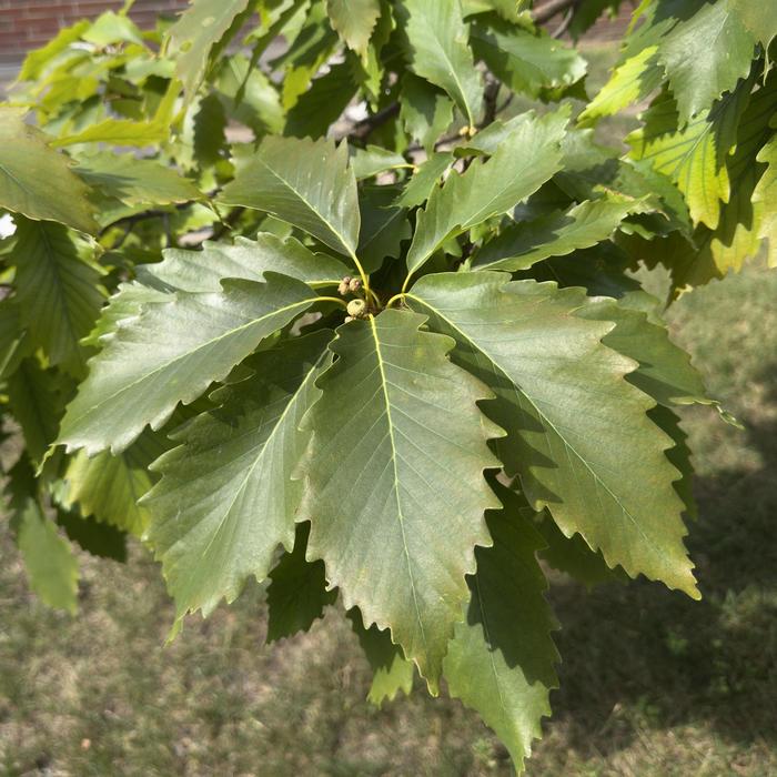 Chinkapin Oak - Quercus muehlenbergii from Keathly Nursery