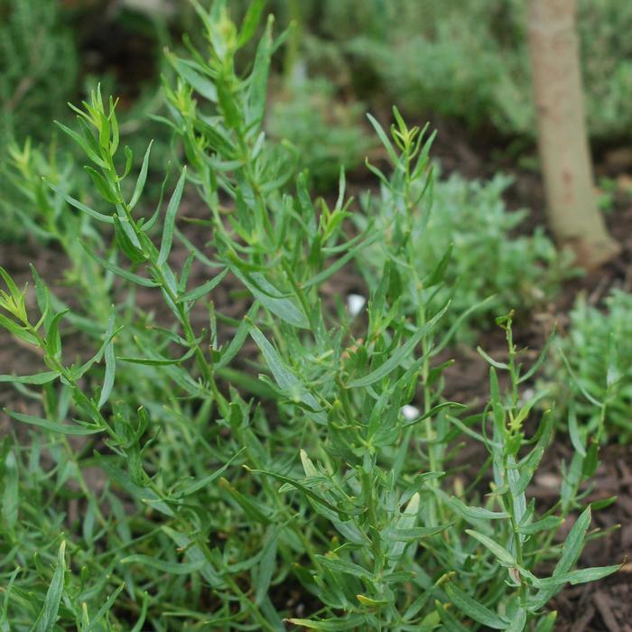 'Sativa' French Tarragon - Artemisia dracunculus from Keathly Nursery