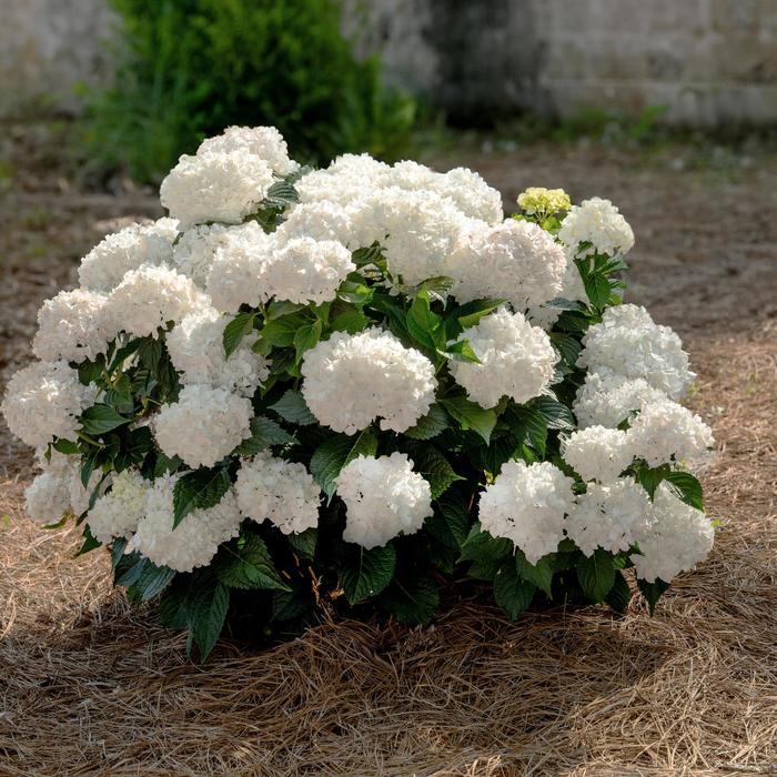 Endless Summer® Dreamcloud® Bigleaf Hydrangea - Hydrangea macrophylla from Keathly Nursery