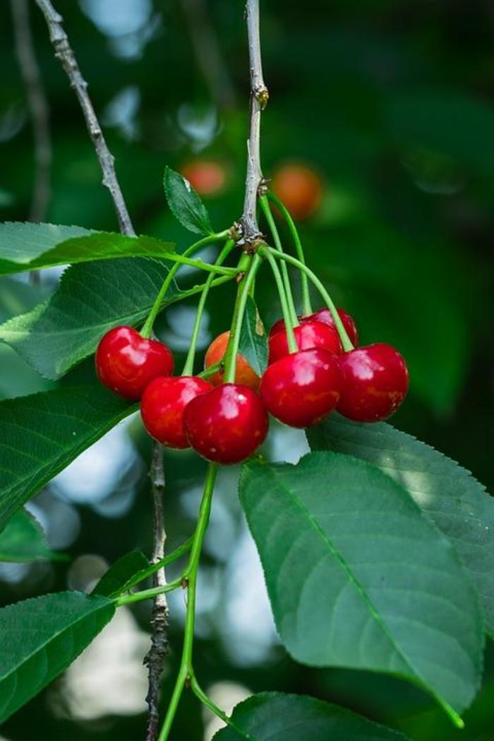 Romance 'Cutie Pie' Sour Cherry - Prunus cerasus from Keathly Nursery