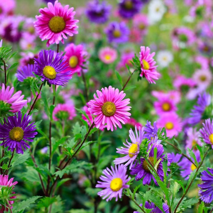 'Medley Mix' - Aster from Keathly Nursery