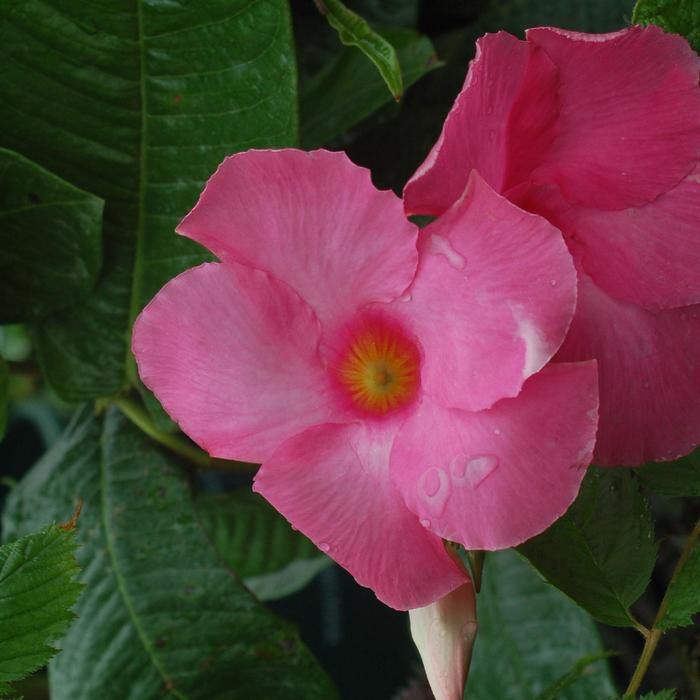 Pink Mandevilla - Mandevilla from Keathly Nursery
