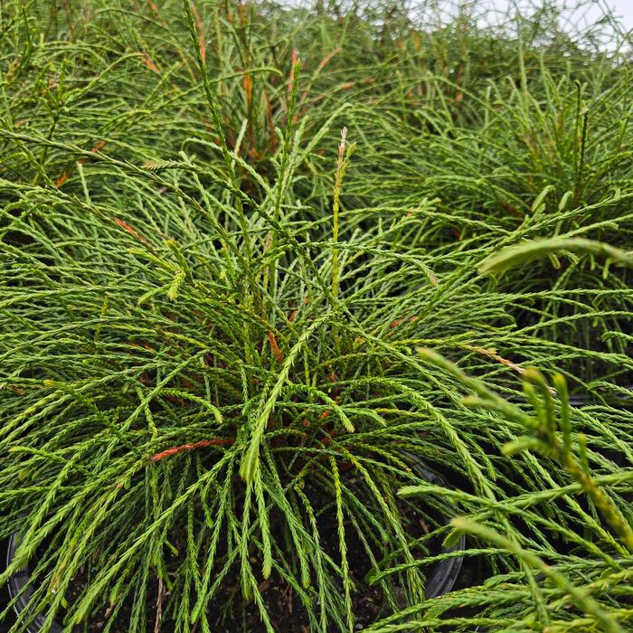 'Whipcord' Arborvitae - Thuja plicata from Keathly Nursery