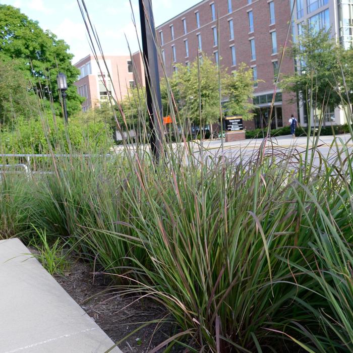 Karl's Cousin&reg; Big Bluestem - Andropogon gerardii from Keathly Nursery