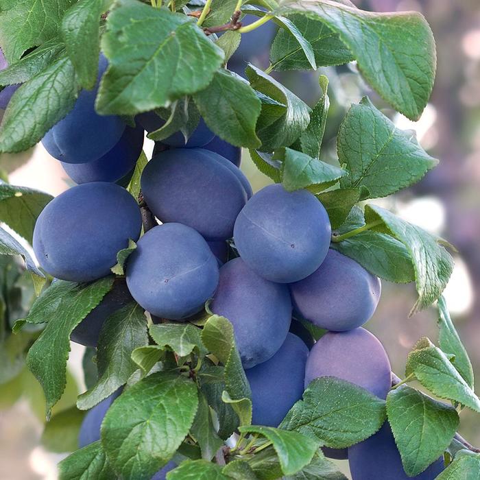 Plum Trees - Prunus domestica from Keathly Nursery
