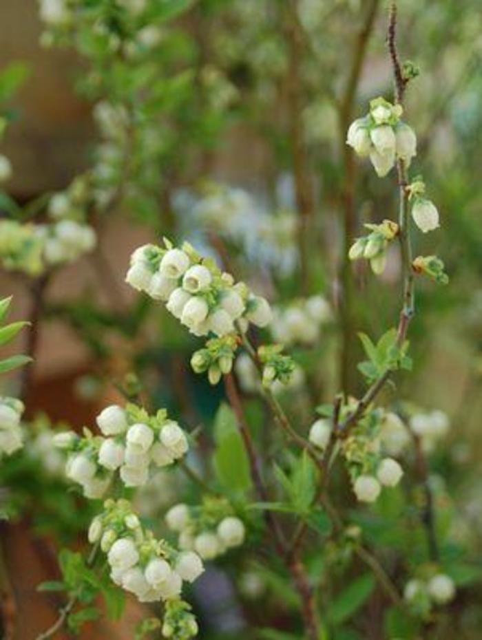 Blueberry 'Multiple Varieties' - Vaccinium from Keathly Nursery