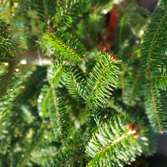 Balsam Fir - Abies balsamea from Keathly Nursery