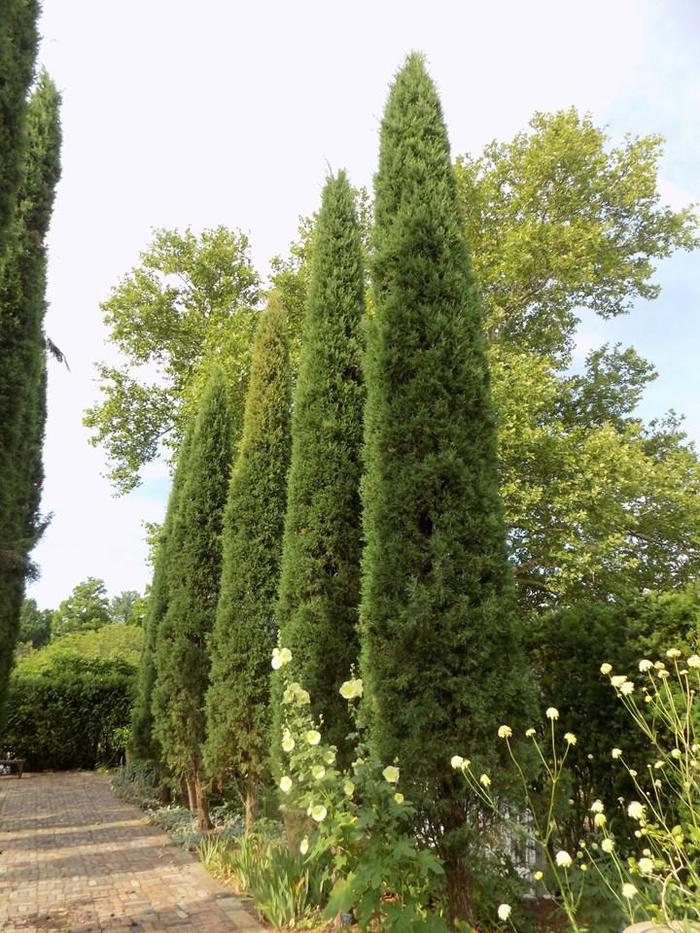 'Taylor' Juniper - Juniperus virginiana from Keathly Nursery