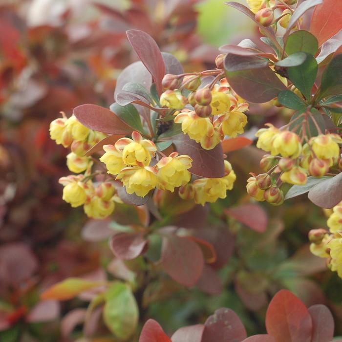 'Crimson Ruby&reg;' Barberry - Berberis thunbergii from Keathly Nursery