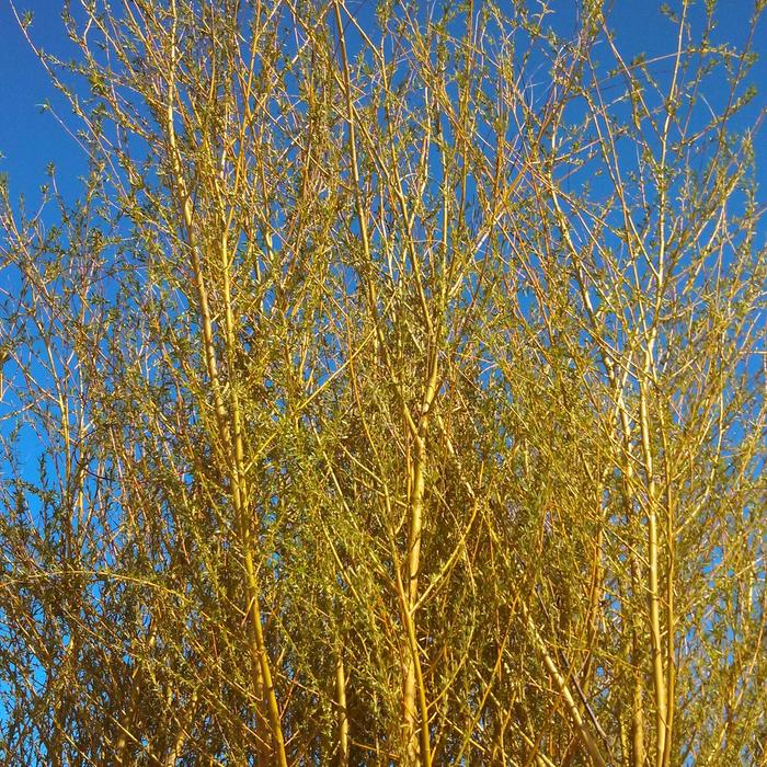 'Niobe' Weeping Willow - Salix alba from Keathly Nursery