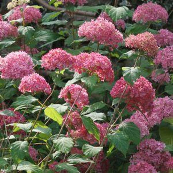 Endless Summer&reg; 'Bella Anna&reg;' - Hydrangea arborescens (Smooth Hydrangea) from Keathly Nursery