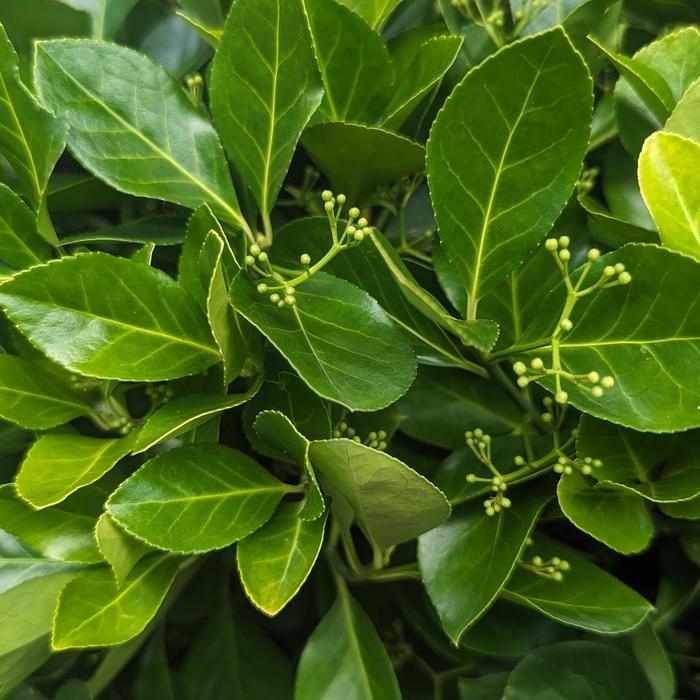 'Manhattan' Spreading Euonymus - Euonymus kiautschovicus from Keathly Nursery