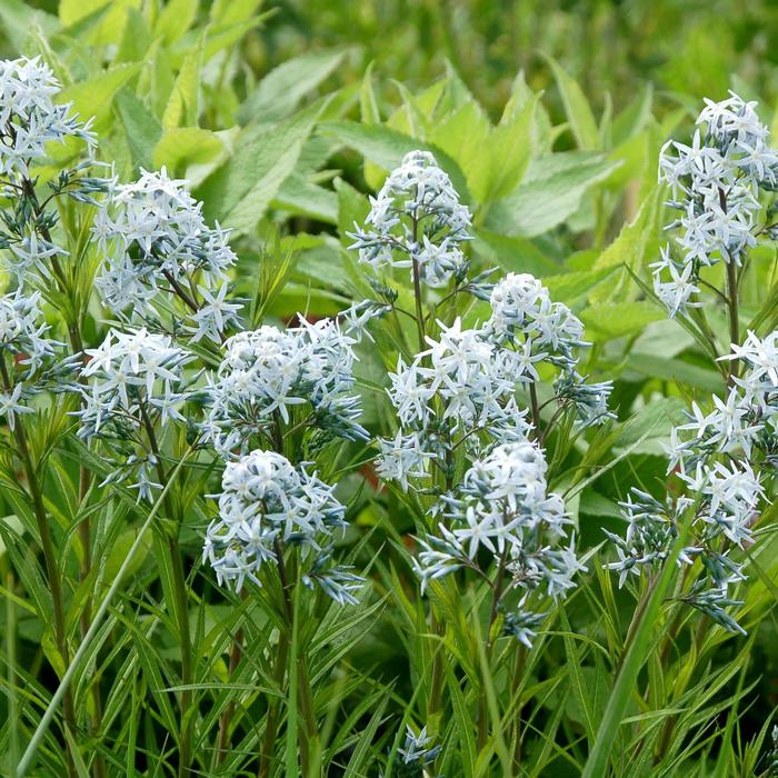 Baseball&trade; 'Bases Loaded' - Amsonia from Keathly Nursery